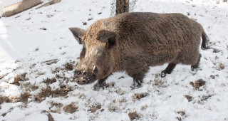 Нови правила за мониторинг на Африканската чума по свинете в Германия