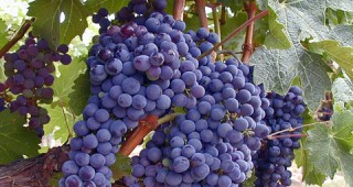 Средният добив от винените сортове грозде в Шуменска област е 287 кг/дка