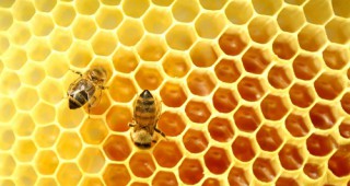 Трудна година отчита Съюзът на българските пчелари в Добруджа