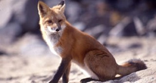 Трета лисица е убита в околностите на шуменския квартал 