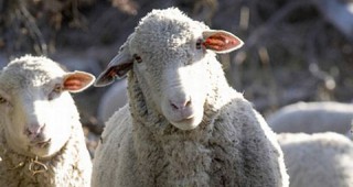 Семинар за тенденциите в развитието на овцевъдството