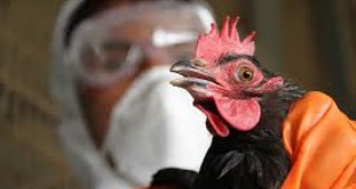 Първи случай на птичи грип и в Румъния