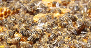 Протест срещу намаляващата популация на пчелите