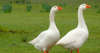 Няма констатирани случаи на птичи грип в Благоевградско