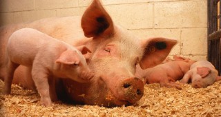 Какви рискове крие проникването на африканската чума по свинете у нас?