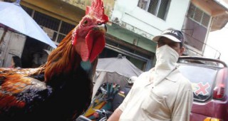 Птицевъдната индустрия е виновна за сегашната епидемия от птичи грип