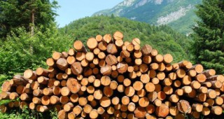 Започват обществени консултации по Националната оценка на риска за контролирана дървесина