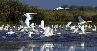 Започнаха да пристигат водолюбивите птици в резерват Сребърна