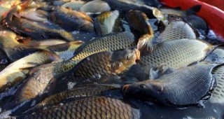 Служители на ИАРА иззеха 40 кг риба
