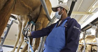 Камилското мляко e по-здравословно от кравето