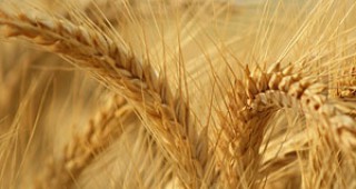 Рекордно производство на пшеница в Австралия – четвъртият по големина износител в света