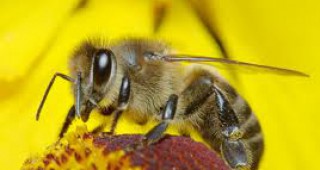 Включване на пчеларството в Общата селскостопанска политика