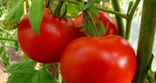 Екологично производство на домати - Екологосъобразни методи и средства за контрол на вредителите
