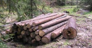 Предстои да бъде създадена Камара на лесовъдите
