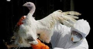 Сърбия е поредната европейска държава с регистрирани случаи на птичи грип