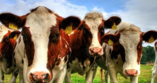Продуктивността на млечните крави в Германия расте
