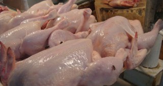 С близо 8 на сто се е увеличило производството на птиче месо в Мароко през последните четири години