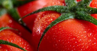 Грийнпийс- България и ССА представиха съвместен доклад за екологичното отглеждане на домати