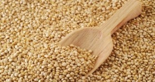 Слаб ескорт на зърно в страната