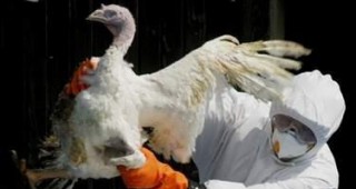 Епидемията от птичи грип в Южна Корея продължава