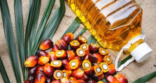Расте производството на палмово масло