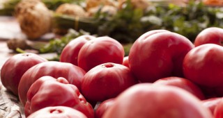 Розовият домат от Куртово Конаре – тежки дни за традиционния зеленчук