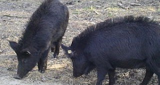 59 стопани отглеждат източнобалкански свине у нас