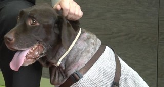 Куче водач е спасено след сложна сърдечна операция