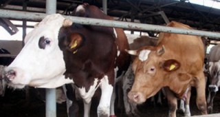 4000 млекопроизводители в Германия са се отказали от дейността си