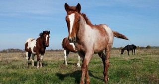 ОДБХ Ловеч конфискува 6 безстопанствени коня