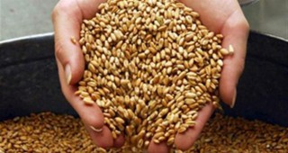 Неблагоприятните климатични условия оказаха влияние върху зърнения пазар
