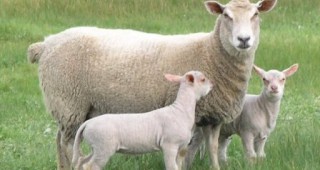 Овцете са три пъти повече от хората в Уелс