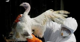 Ветеринари следят 10- километрова зона около огнището на птичи грип в елховско