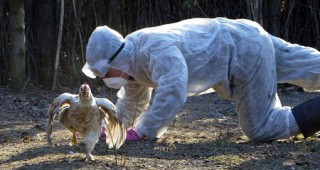 Открито е огнище на птичи грип в област Видин