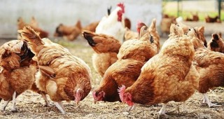 Мерки за контрол и ликвидиране на птичия грип