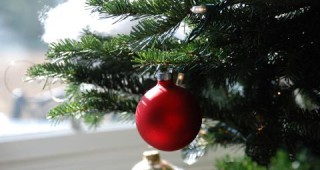 Англия и Кипър посрещат Коледа с наши елхи