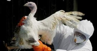 Констатираните огнища на инфлуенца по птиците вече са 26 в общо 9 oбласти на страната