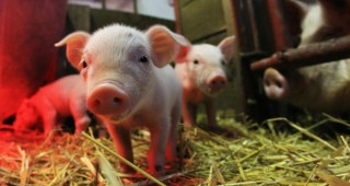 Свиневъдството се преструктурира към преработвателни предприятия