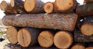 1000 куб. м дърва за огрев на пострадалите от Хитрино осигури СИДП