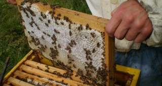 Плевен събира пчелари от Балканите