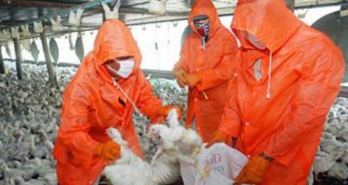 28 огнища на птичи грип в Полша