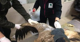 Два белоглави лешояда постъпиха за лечение в Спасителния център на Зелени Балкани