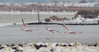 Четири розови фламинги са наблюдавани в Бургаските езера през почивните дни