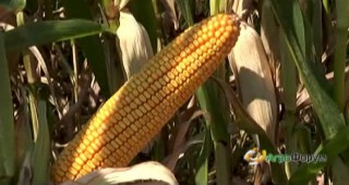 Изкупната цена на царевицата бележи 7 % ръст на годишна база
