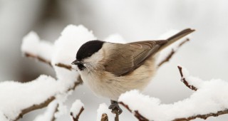 Фотоконкурс Птиците на твоя прозорец