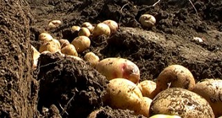 Около 10% е седмичното понижение в цената на картофите на едро