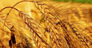 Очаква се леко покачване в цената на пшеницата през 2017 г.