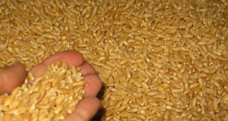 3 631 са обектите за съхранeние на зърно в страната за изминалата година