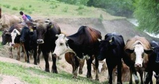 Да се намали административната тежест върху животновъдите, искат от бранша