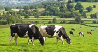 Нови правила за употребата на антибиотици в животновъдството са в сила в САЩ